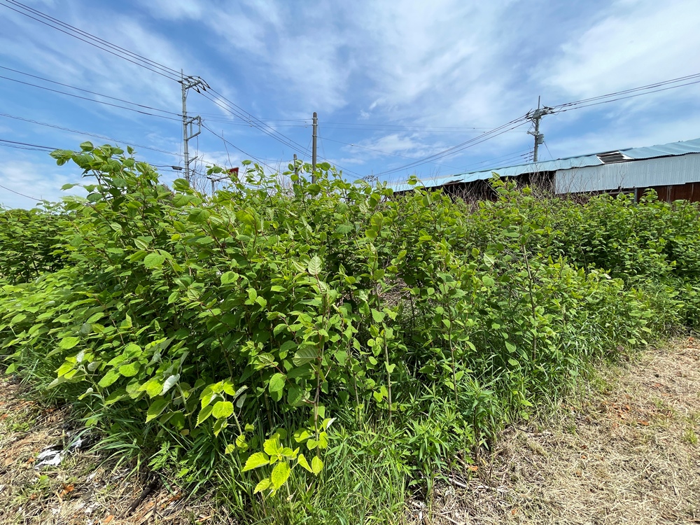 ～新着物件　山武市松尾町下之郷　お土地　約56.13坪　140万円～